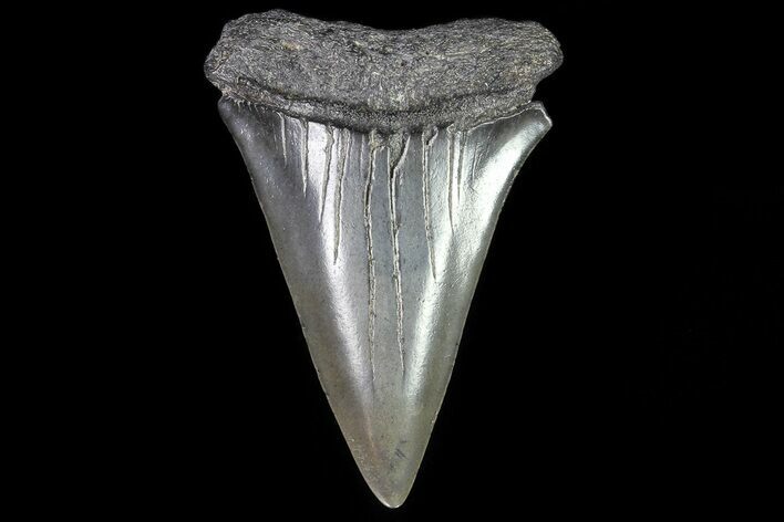 Fossil Mako Shark Tooth - Georgia #75229
